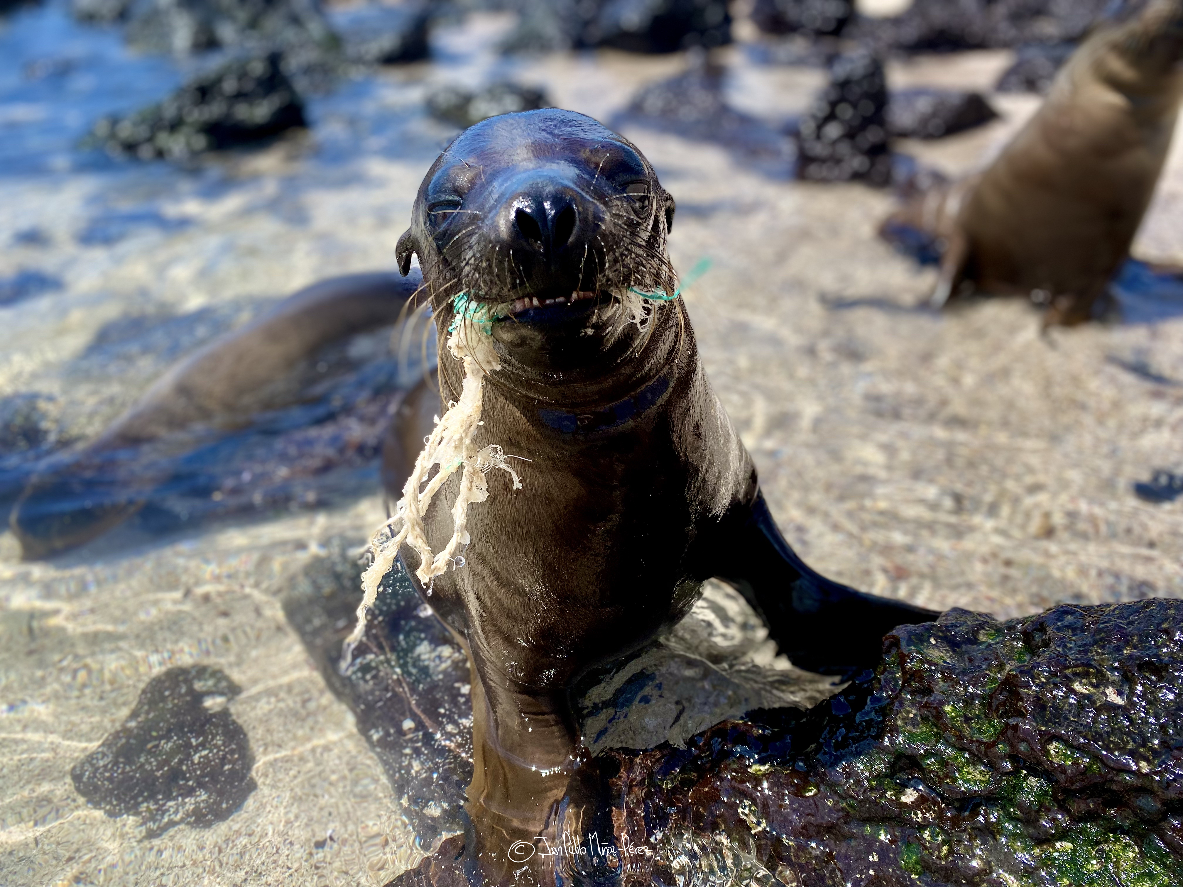 Galápagos sea lion interacts with plastic debris. Photo credit Juan Pablo Muñoz-Pérez