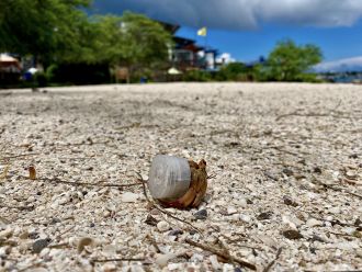 Crab on the Galápagos Islands 