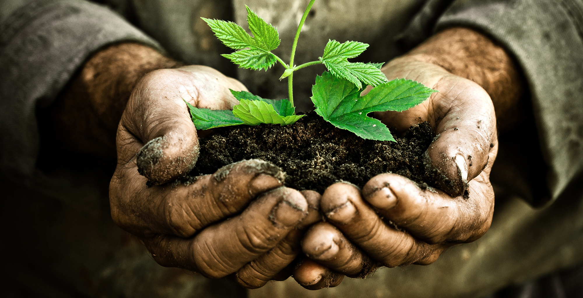 soil in hands. source: shutterstock