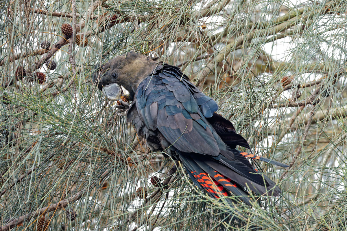 A glossy black-cockatoo feeding in a sheoak tree. Credit: Ian Buick