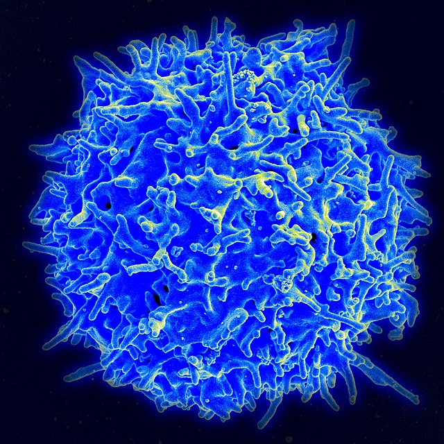 Pictured: A healthy human T cell. Re-engineered T cells are put back into a patient during CAR T cell therapy. Public domain image by National Cancer Institute (NCI)  