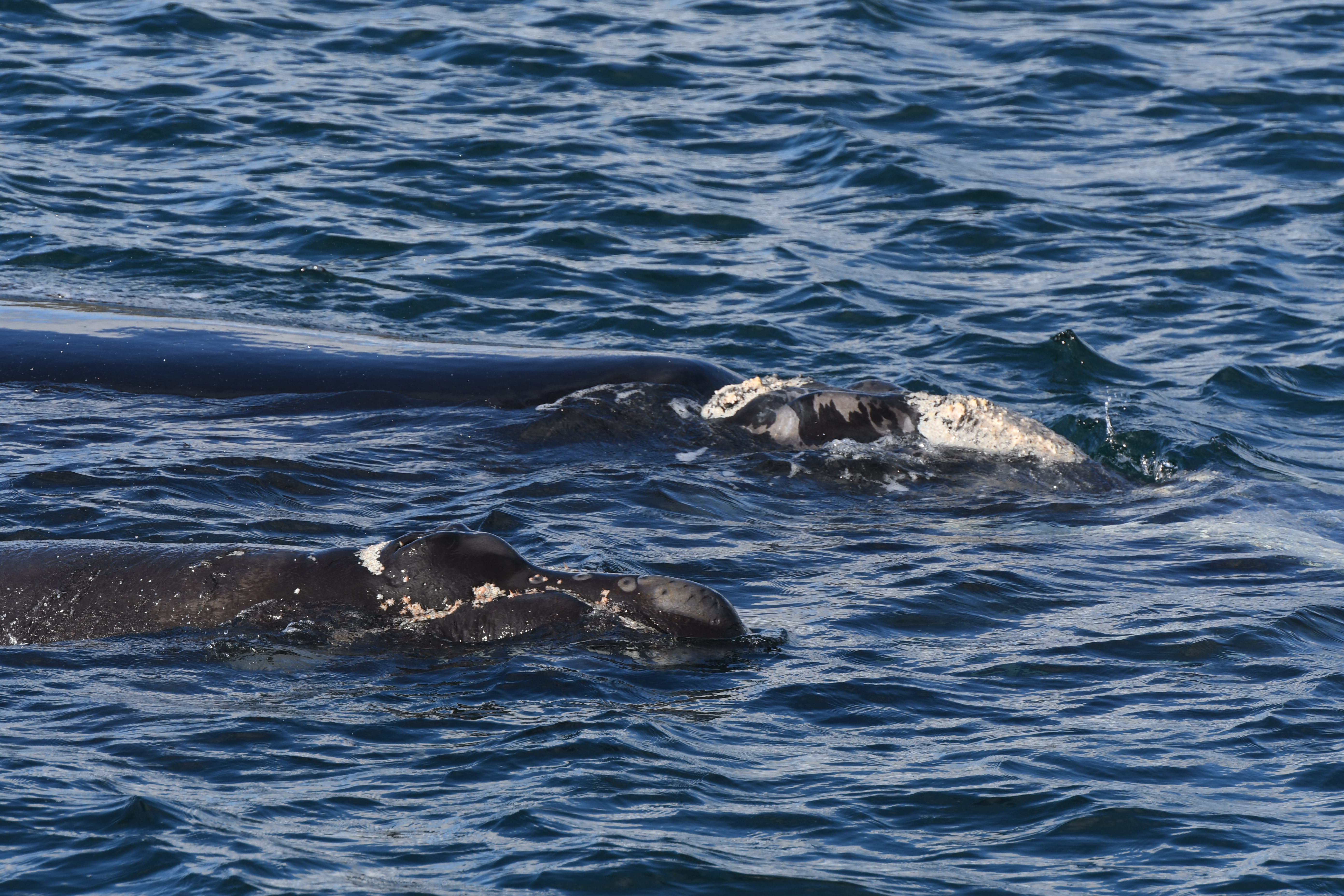 Macquarie University Marine Predator Group