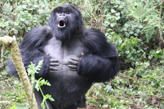 Silverback ISA chest beating