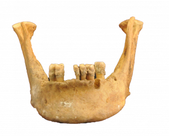 Jaw from the remains of the highest altitude individual