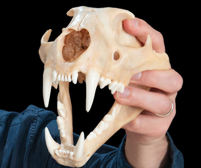 Caption: A leopard skull, showing the pointed teeth that follow the power cascade, a new rule of growth. Credit: Steve Morton