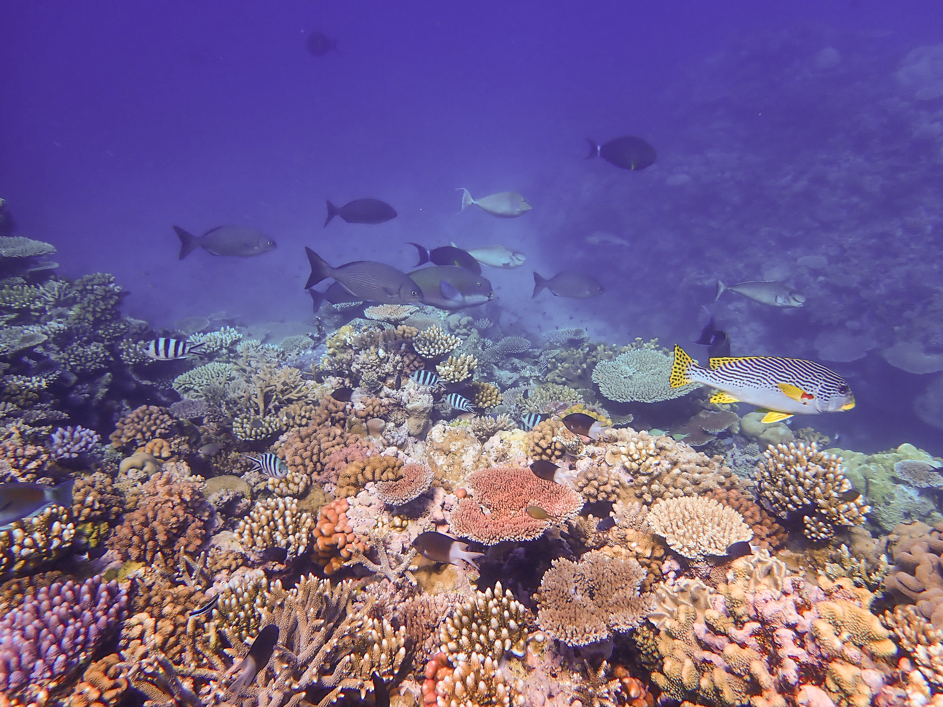 Fish and corals at Davies Reef in November 2023. Image: LTMP/AIMS