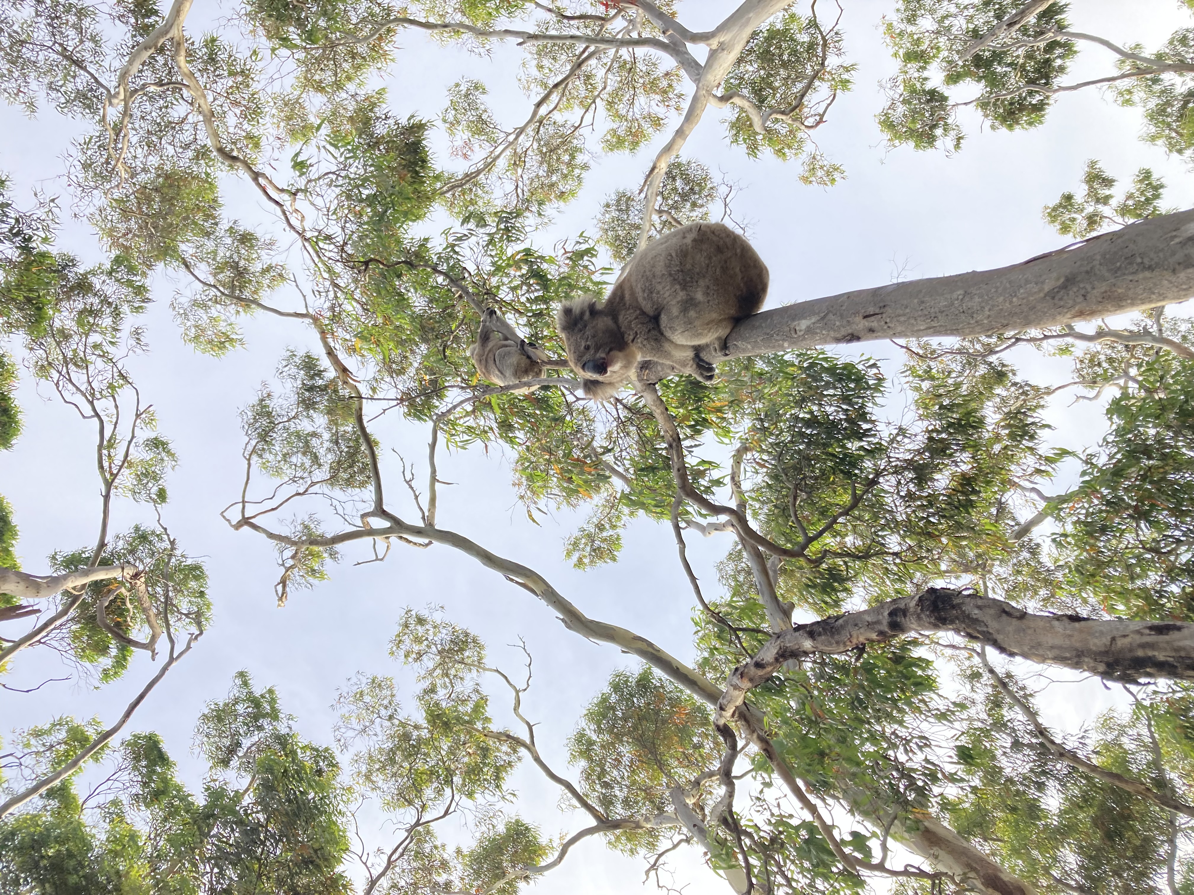 The National Koala Monitoring Program estimates the national koala population to be between 224,000 and 524,000. The next estimate is due in March 2025. ©  Flinders University Adelaide, South Australia