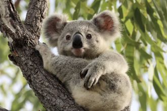 A koala joey in the wild around the Mackay/Nebo region, Queensland. 