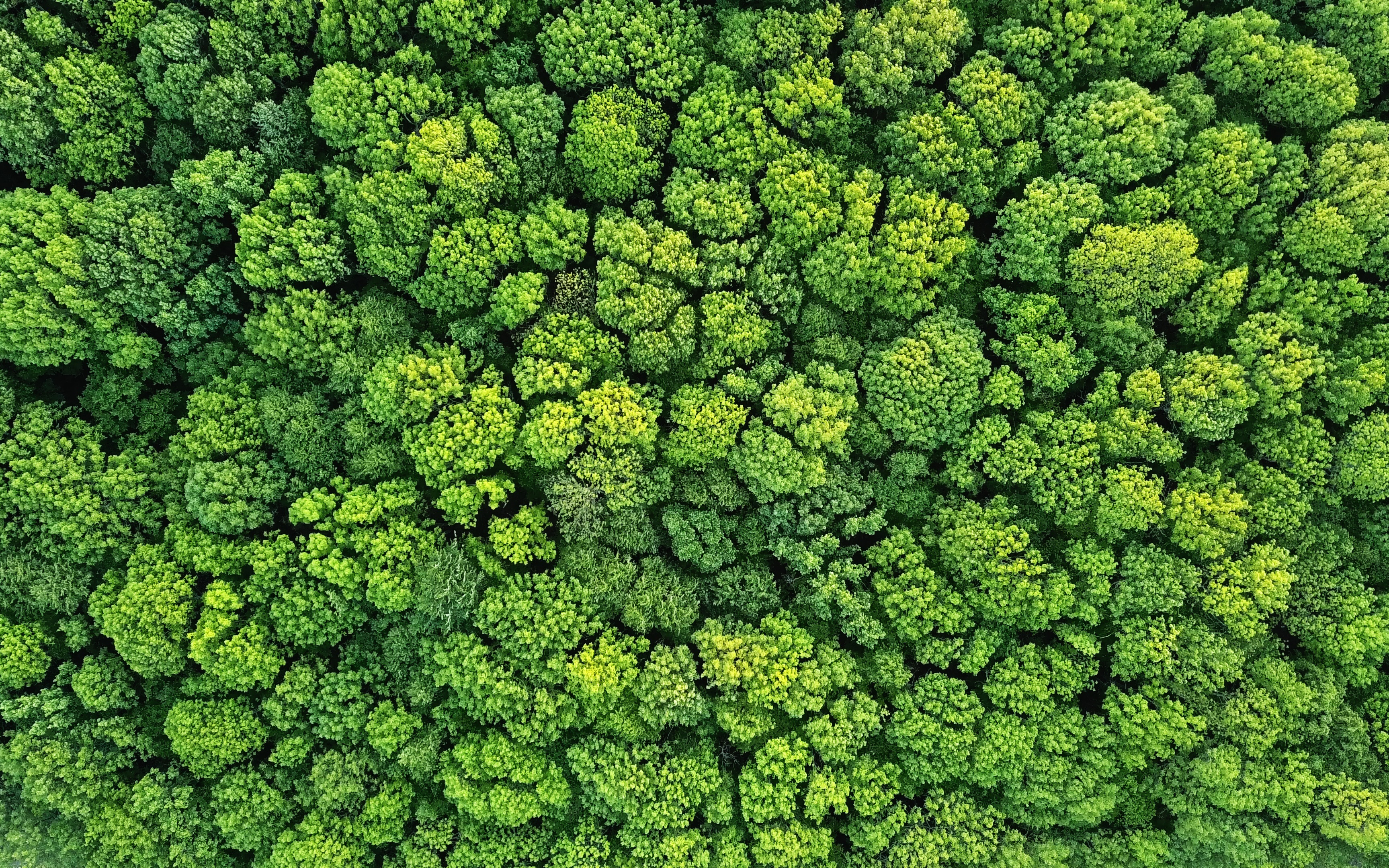 Credit: The University of Queensland