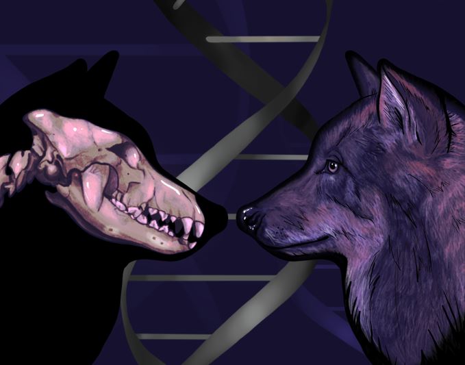 DNA from Ice Age wolves home in on the origin of dogs Credit: Jessica Rae Peto (jessica.peto@crick.ac.uk)