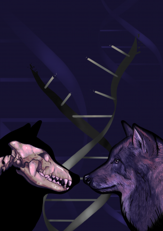 DNA from Ice Age wolves home in on the origin of dogs