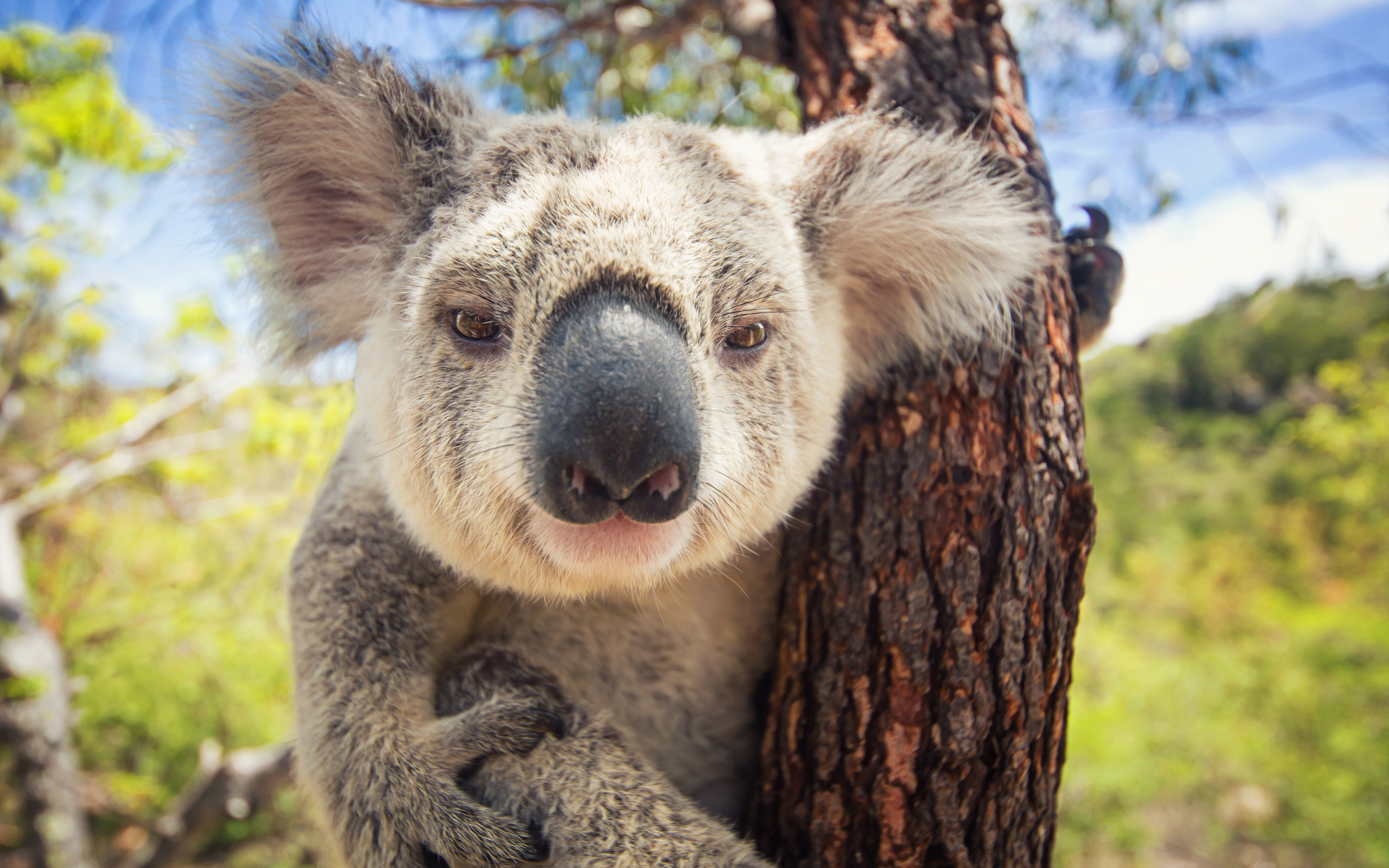 The University of Queensland