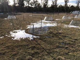 Silver Plains Reserve