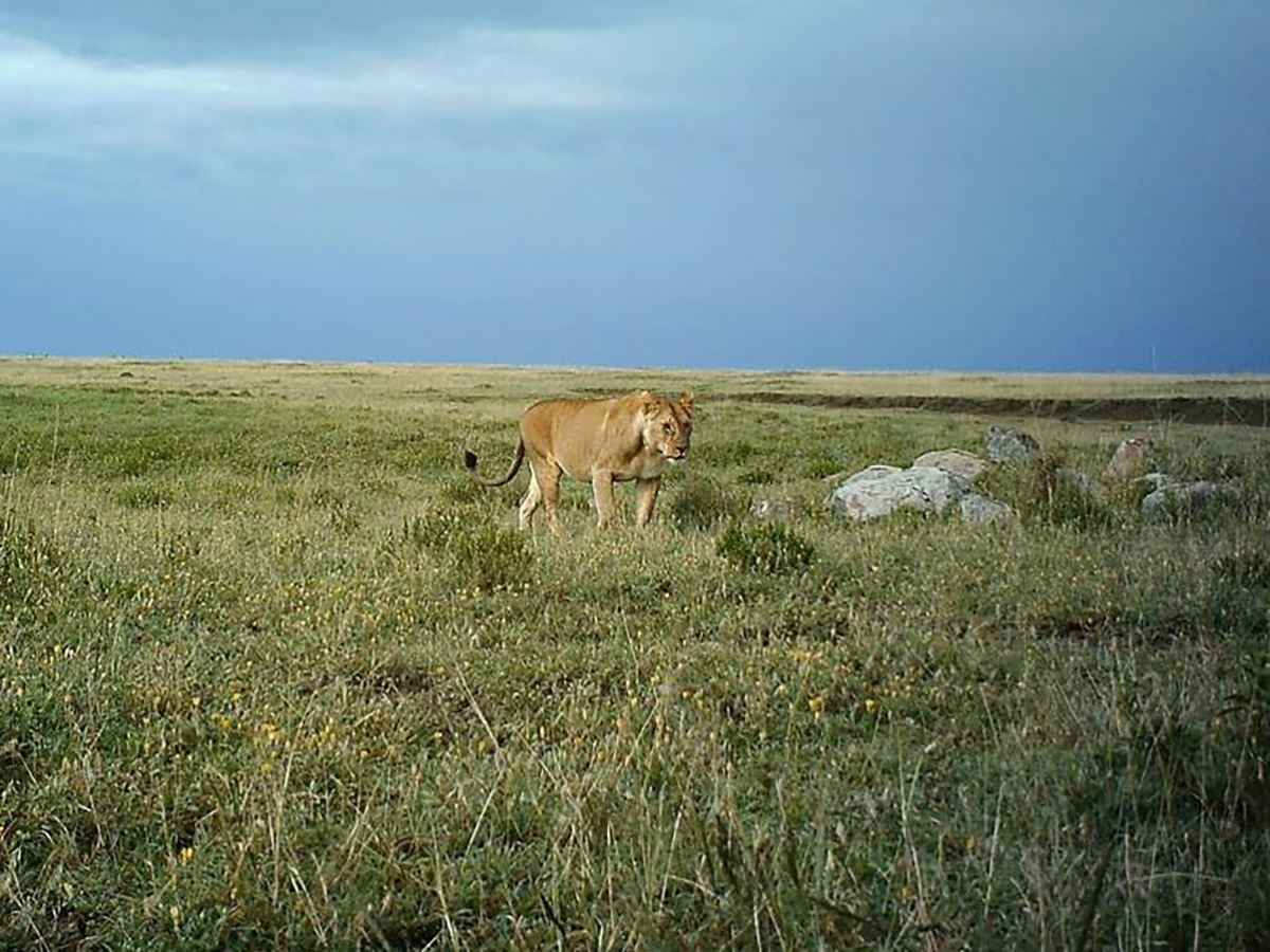 Snapshot Serengeti