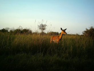 Camera Trap Image