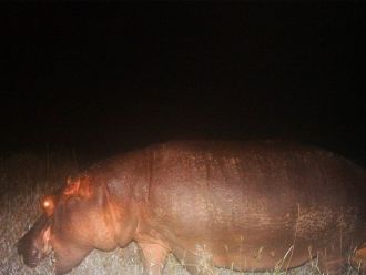 Camera Trap Image