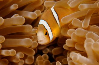 Clownfish