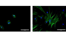 Frithlab Monash University