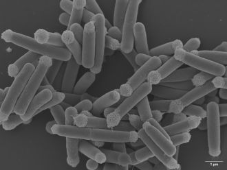 Nicolia spurrieriana imaged by scanning electron microscopy.
