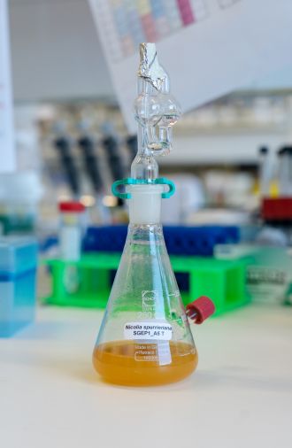 The Nicolia spurrieriana bacteria in liquid form.