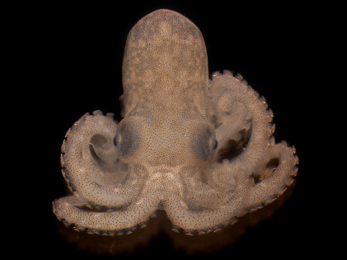 A newly hatched Octopus berrima. Photo credit: Qiaz Hua.