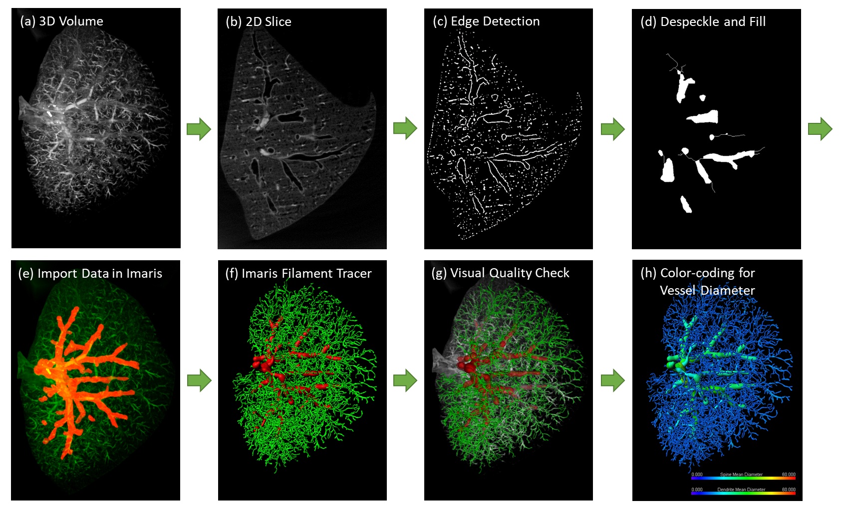 Hudson Institute of Medical Research & Monash University