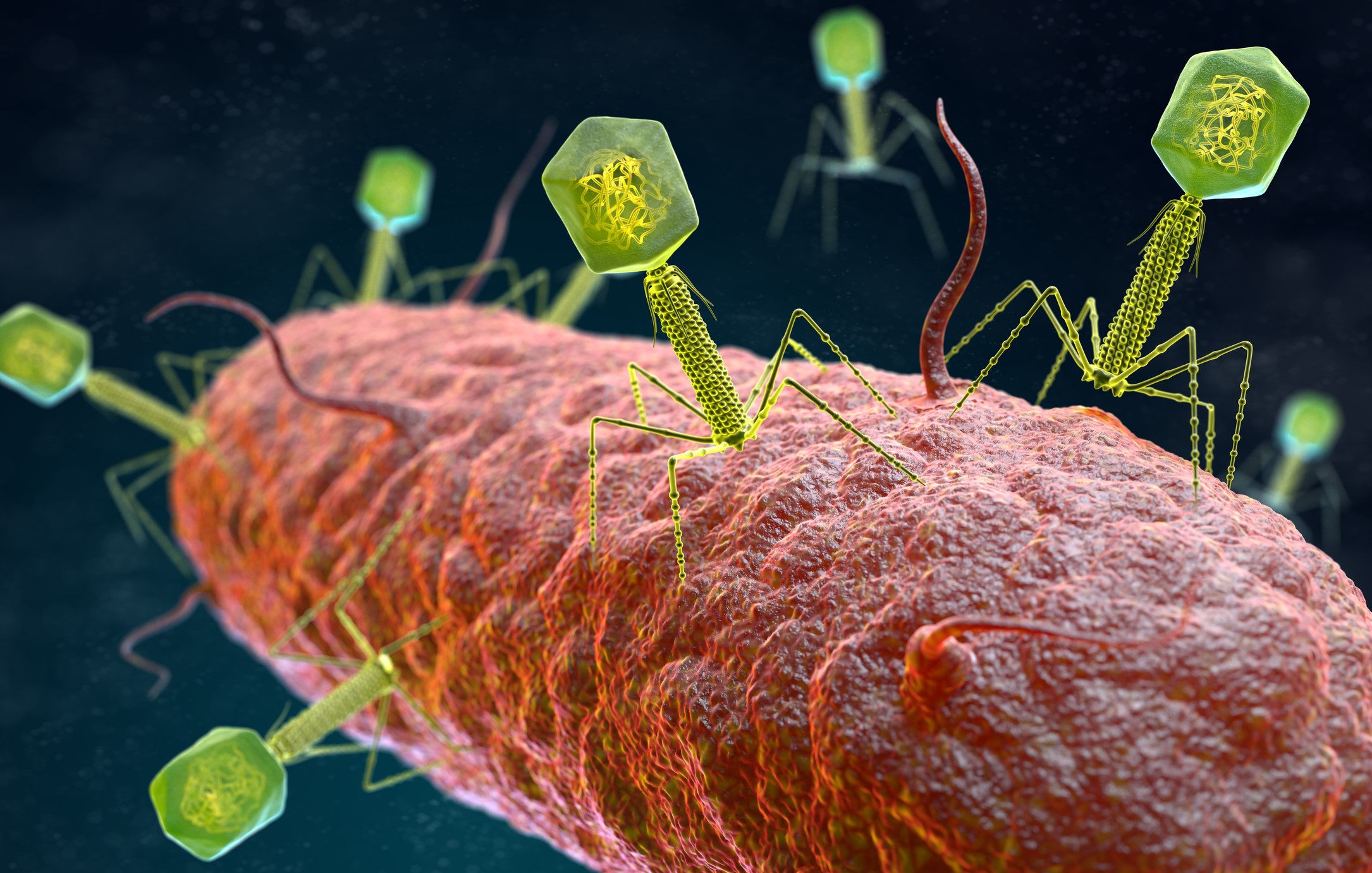 3D illustration of a bacteriophage virus attacking a bacterium. Courtesy Getty Images 