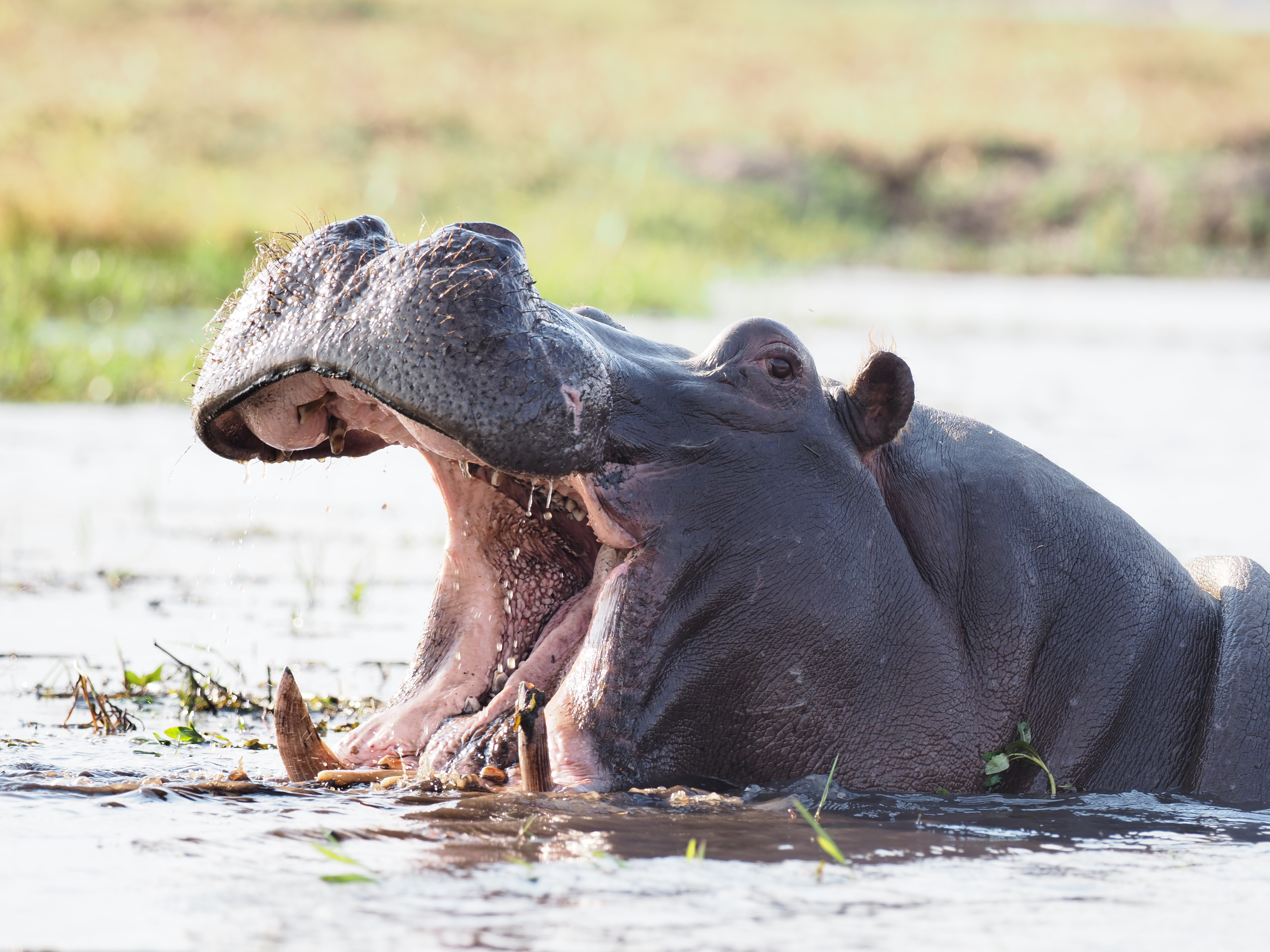 Hippopotamus with open mouth CREDIT Nicolas Mathevon