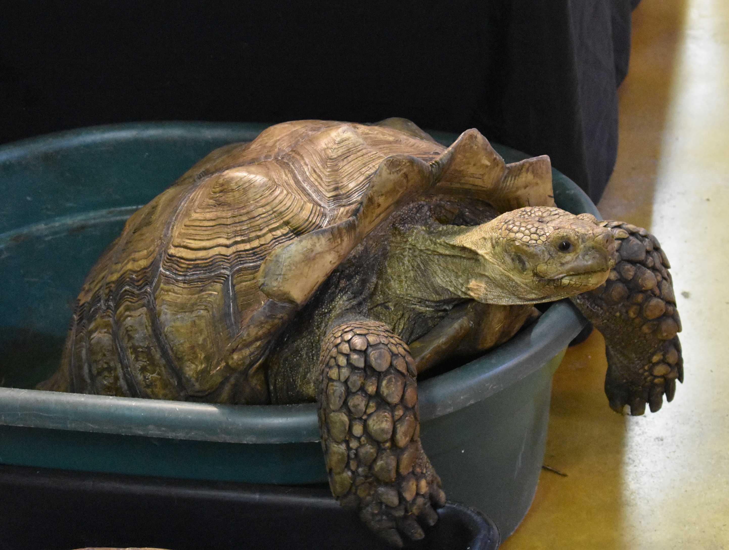 A vendor display featuring a sulcata tortoise at a reptile trade convention in Florida, USA. Supplied by Adam Toomes, the University of Adelaide