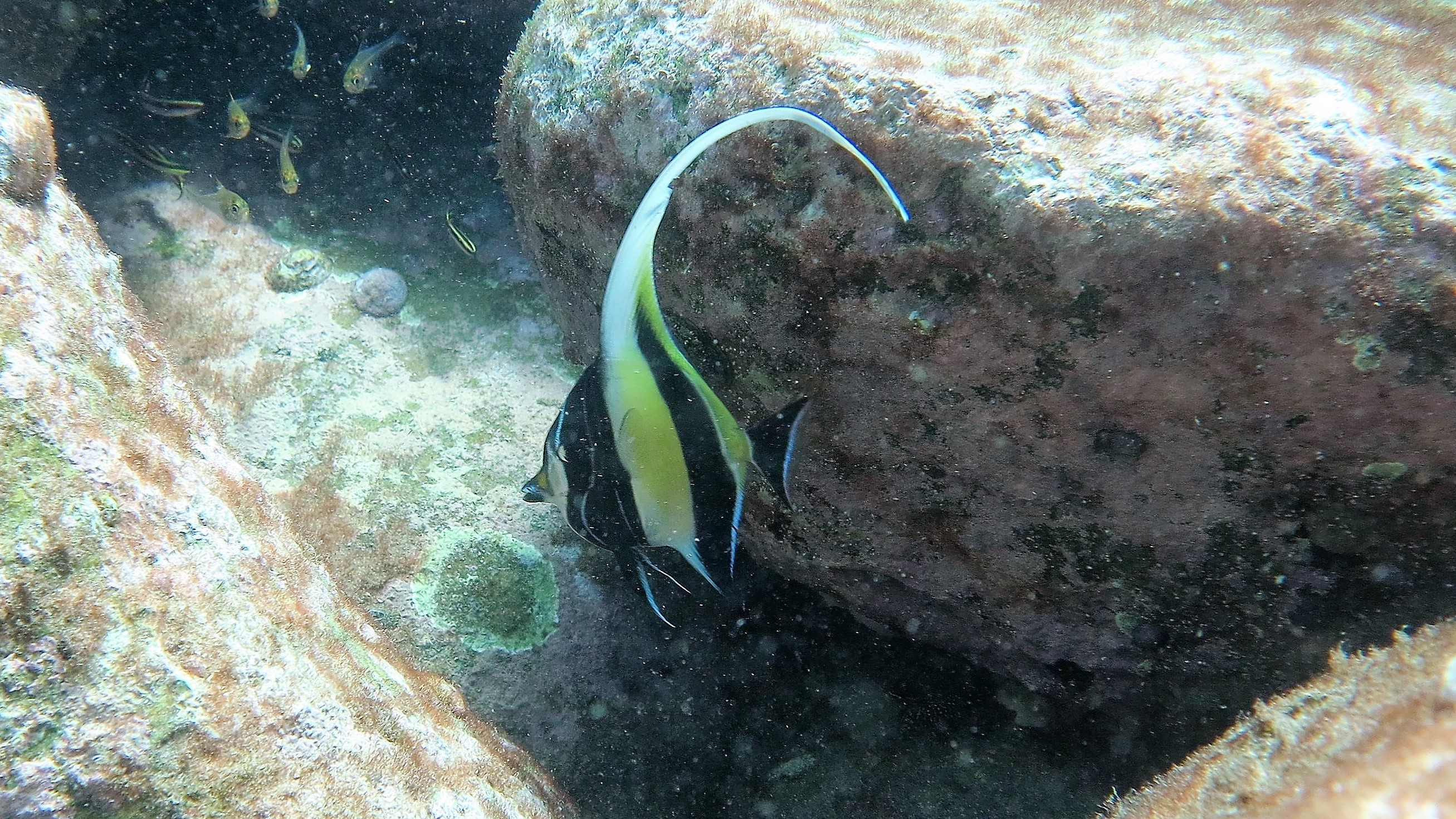 Moorish idol - a coral reef species extending its ranges into temperate Australia under climate change. Image credit: Ericka Coni