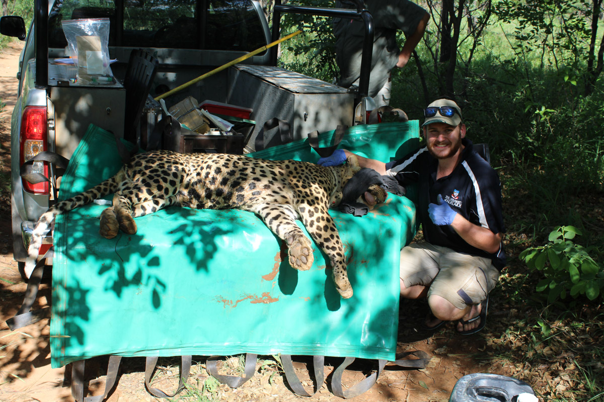 Declan Morris with a leopard. Credit: University of Adelaide