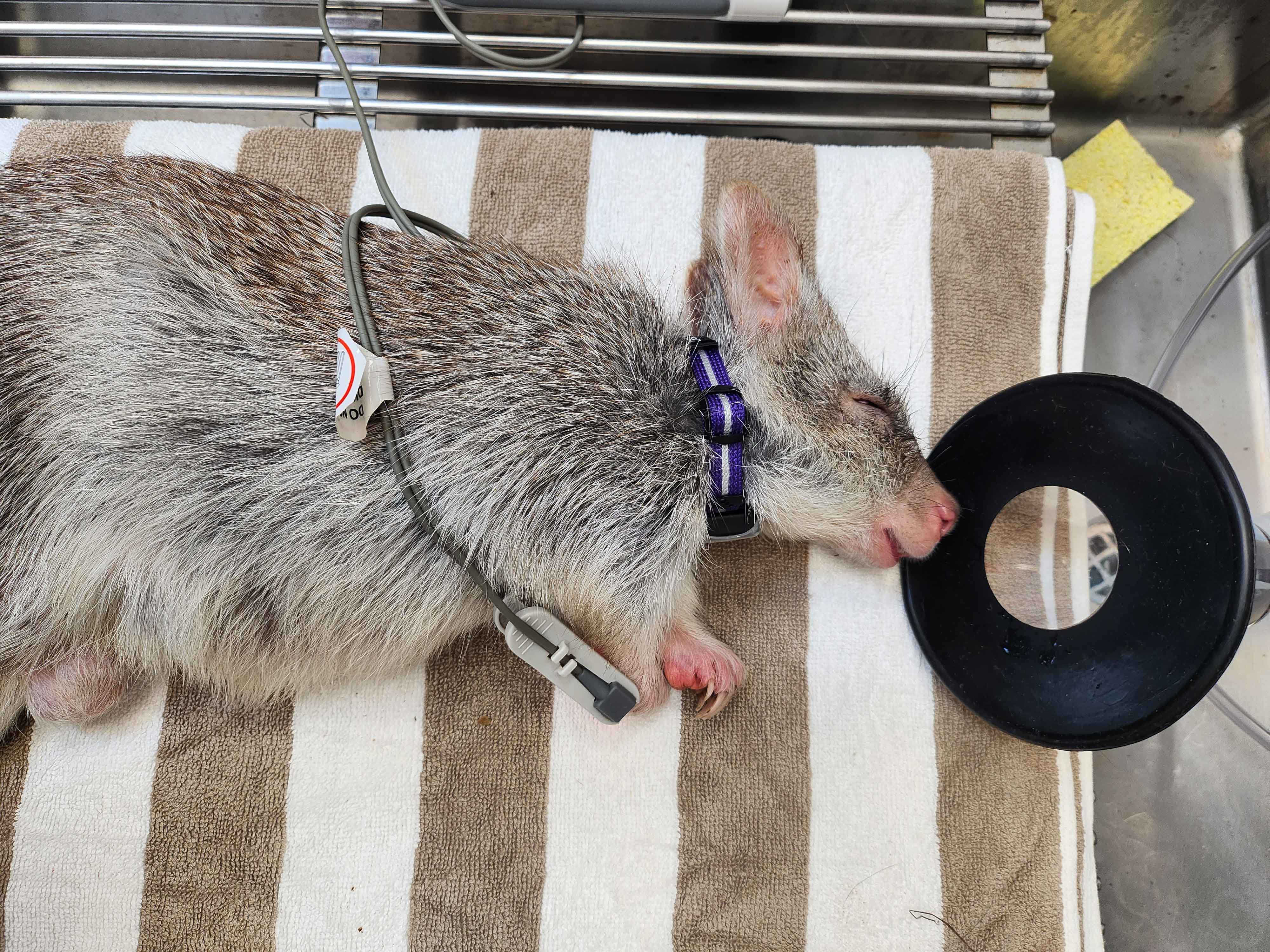 Bettong with collar for UniSC tracking research. Photo: Jasmin Annett