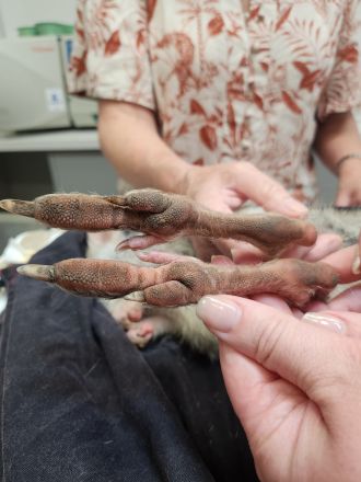 Closeup of bettong claws - Jasmin Annett UniSC fieldwork