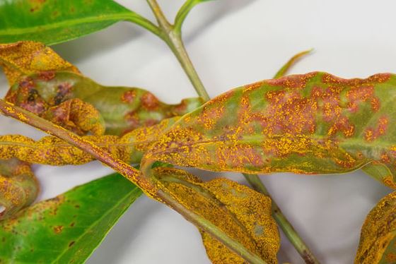 Image: Megan Pope, UQ