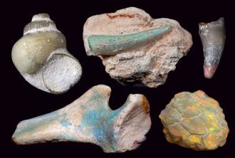 opalised fossil skeleton 