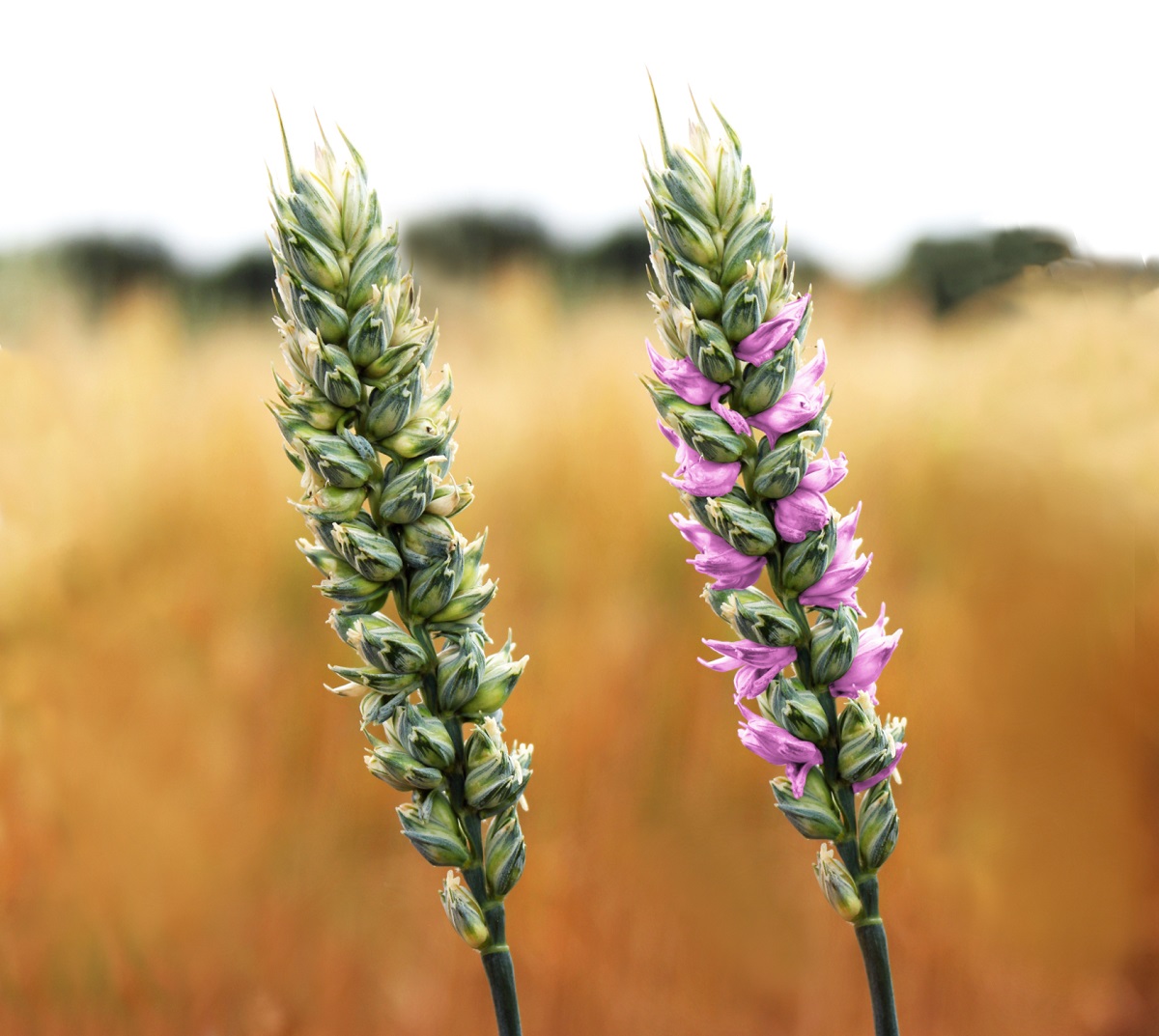 The new wheat line growing in the field. The wheat on the right has the extra flower-bearing spikelets artificially highlighted in pink to show their extent. Image: University of Adelaide.