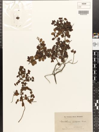 A second Banks and Solander specimen