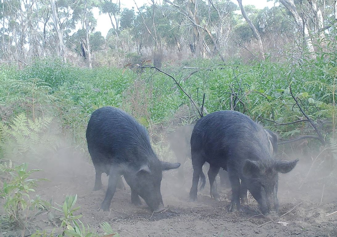 Motion sensing cameras were used to locate feral pigs. Photo courtesy PIRSA.