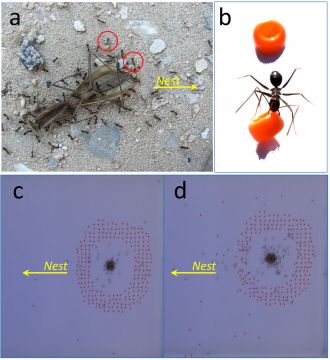 Obstacle clearing behavior