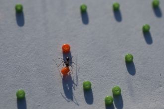 Longhorn crazy ant moving beads