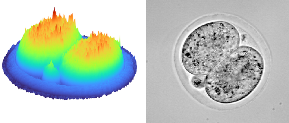 L-R: A 3D hologram of an early-stage embryo compared to a 2D image, which is what an embryologist would usually see under the microscope.