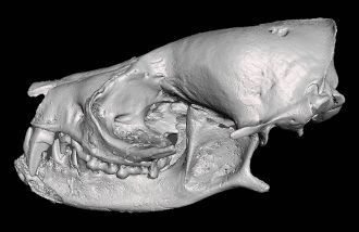 Composite 3D model of the tiny Vielasia sigei bat skull