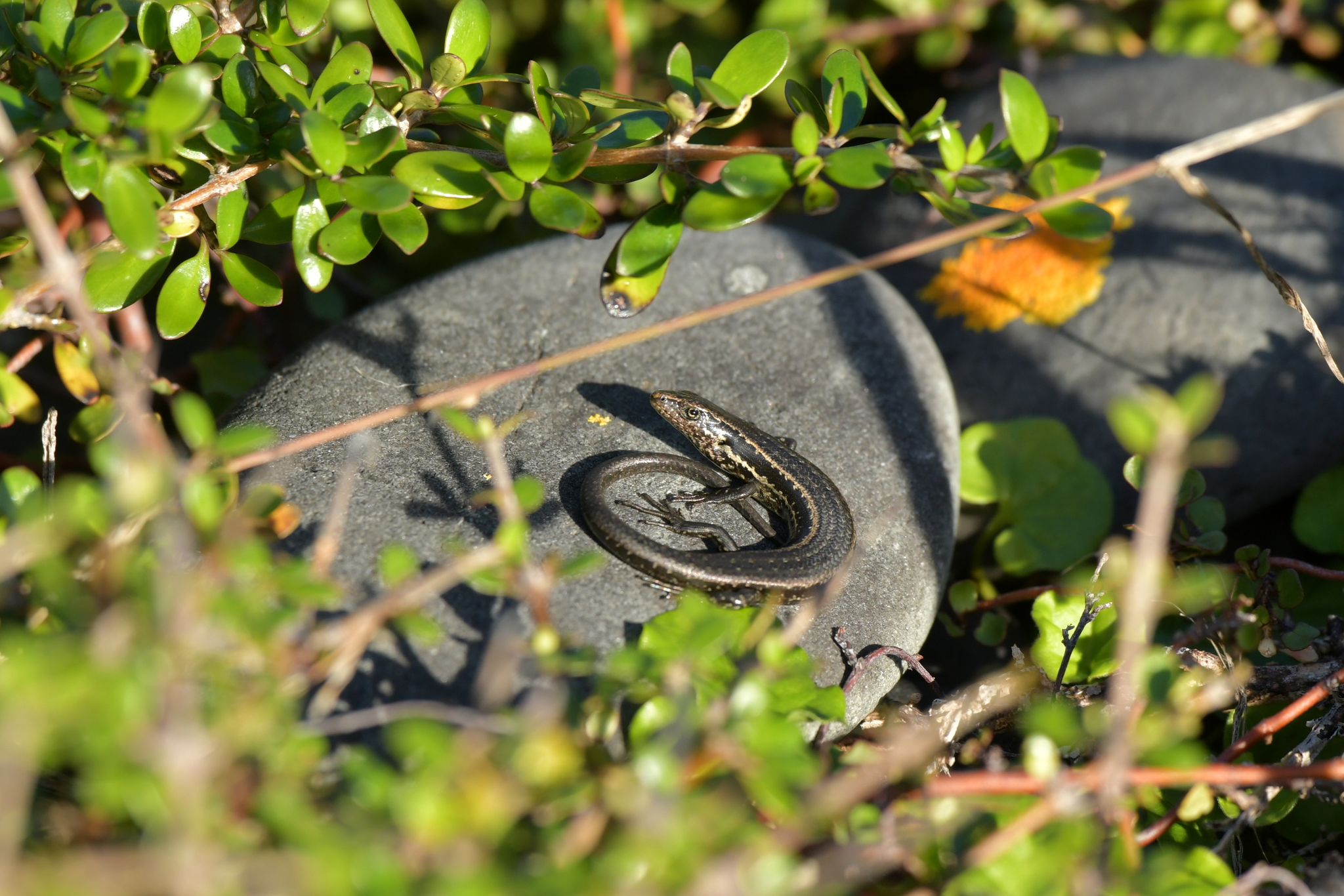 Christopher Stephens, CC BY-SA 4.0 <https://creativecommons.org/licenses/by-sa/4.0>, via Wikimedia Commons