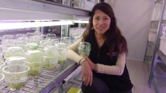 RMIT plant biologist Dr Tien Huynh.