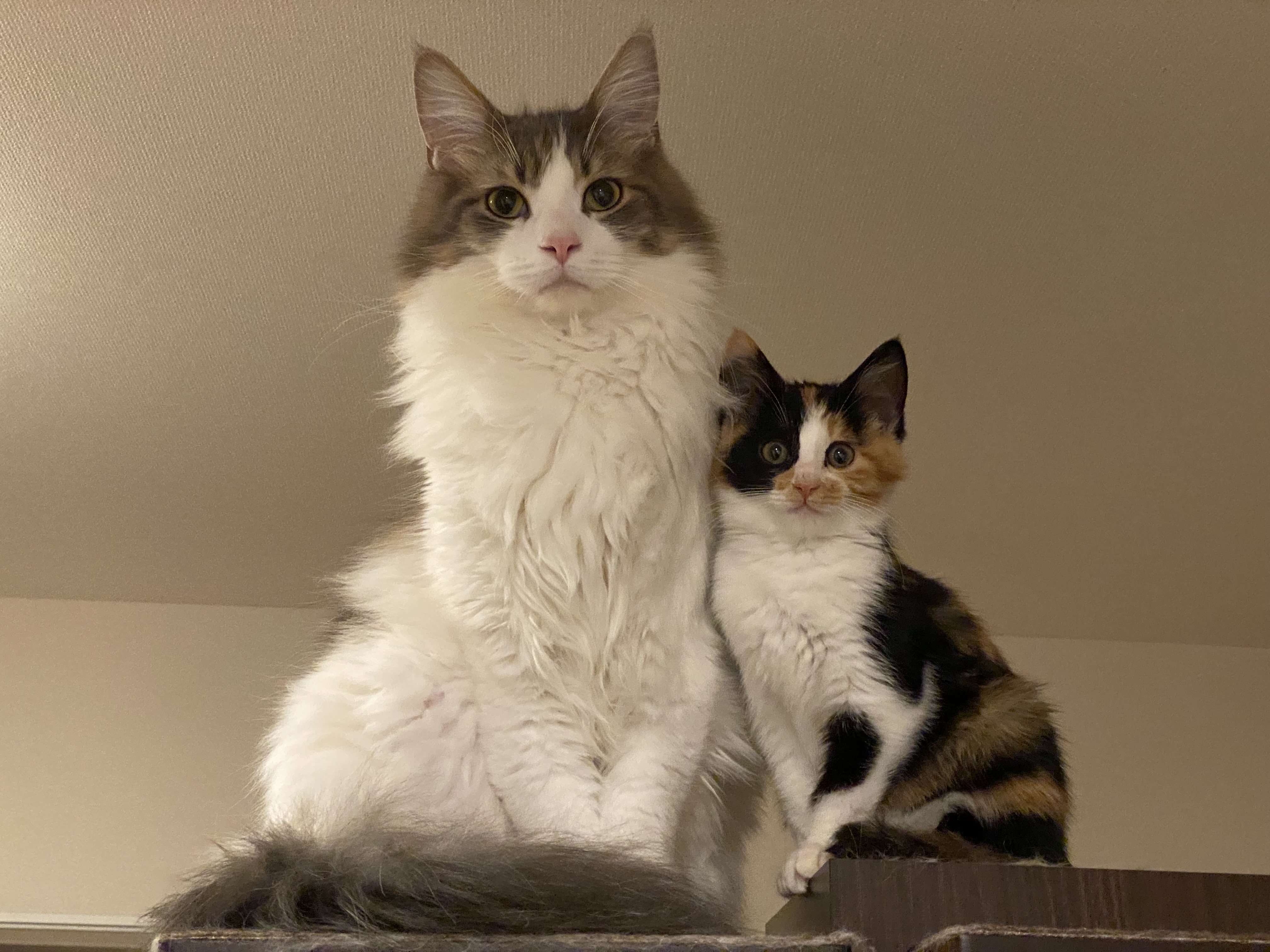 Cats living in the same space. Credit: Koyasu et al., CC-BY 4.0