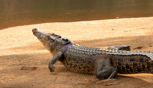 Crocodile in the study, Cape York Peninsula. Image credit: Australia Zoo