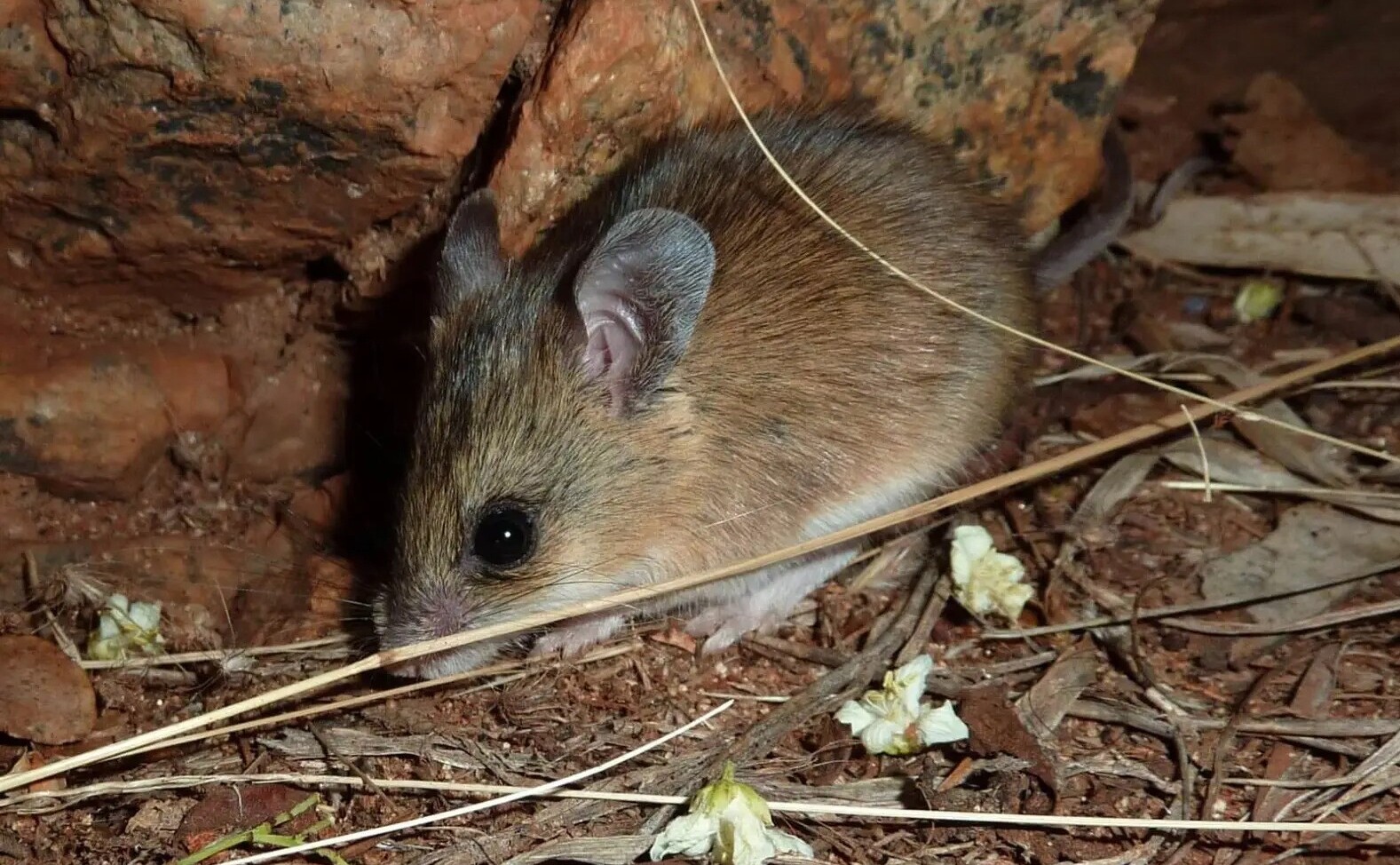 Christopher Watson (CC BY-SA 3.0)