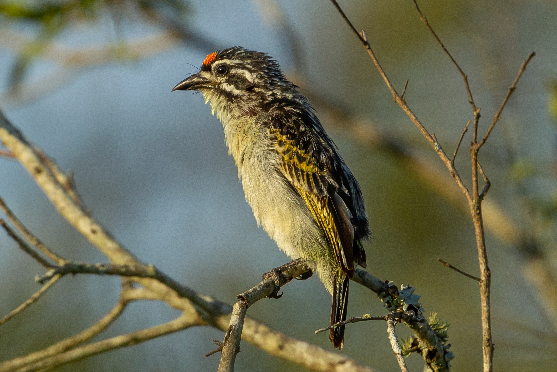 An admixed individual recorded singing near Tshaneni, Eswatini, in the contact zone of the two species. Credit: Alex Kirschel
