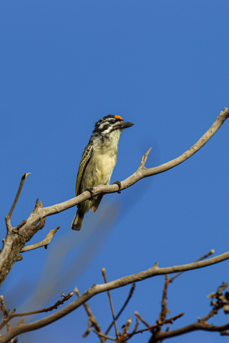 A yellow-fronted tinkerbird