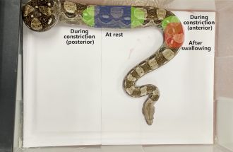 Boa breathing